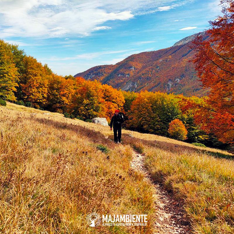 Majambiente's tweet photo. Come ogni anno questo periodo regala grandi #emozioni, ed il merito è tutto dell'esplosione di #colori caldi tipica del #foliage. Le #faggete diventano immense tavolozze e noi amanti della #stagione #autunnale le esploriamo alla ricerca di scorci mozzafiato. https://t.co/tEBNmCgy4z