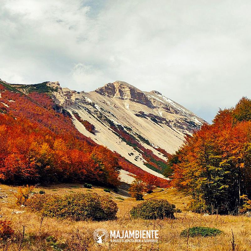 Majambiente's tweet photo. Come ogni anno questo periodo regala grandi #emozioni, ed il merito è tutto dell'esplosione di #colori caldi tipica del #foliage. Le #faggete diventano immense tavolozze e noi amanti della #stagione #autunnale le esploriamo alla ricerca di scorci mozzafiato. https://t.co/tEBNmCgy4z