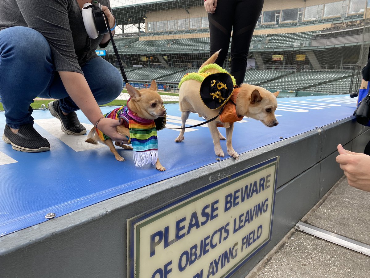 Introducing the winners of this afternoon’s <a href="/MuttStrut/">Indy Mutt Strut</a> costume contest! Thank you to <a href="/IndyHumane/">IndyHumane</a> for putting on such an incredible event 🐾