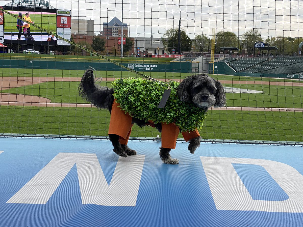 AlexaRossTV's tweet photo. Introducing the winners of this afternoon’s @MuttStrut costume contest! Thank you to @IndyHumane for putting on such an incredible event 🐾 https://t.co/v7uHPYxKPU