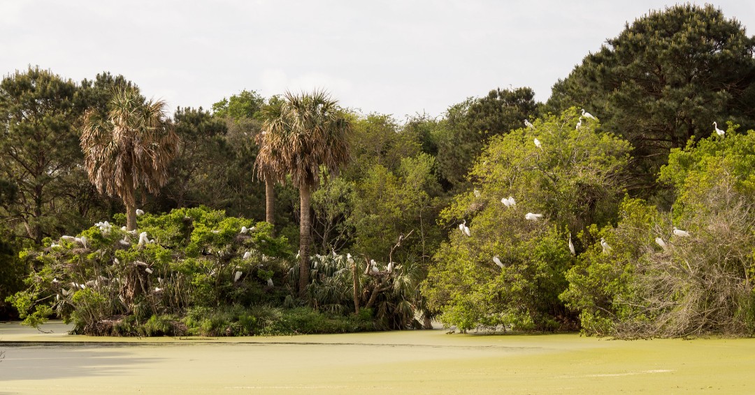 SCDNR's tweet photo. South Fenwick Island is located several miles from the Atlantic in the heart of the ACE Basin, one of the largest undeveloped estuaries on the east coast. Of its 500-acres, SCDNR manages 400 of them.
#VisitSCDNR #ScenicSaturday https://t.co/lQWdvatVZ2