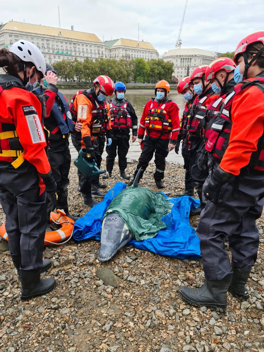 FireLambeth's tweet photo. Great day training with @BDMLR… Whale, Dolphin  &amp; Seal rescue as well as  identification familiarisation took place. Thank you so much for your input, fingers crossed we don’t have to use it too often #collaboration #teamwork https://t.co/q78OuHUAxJ