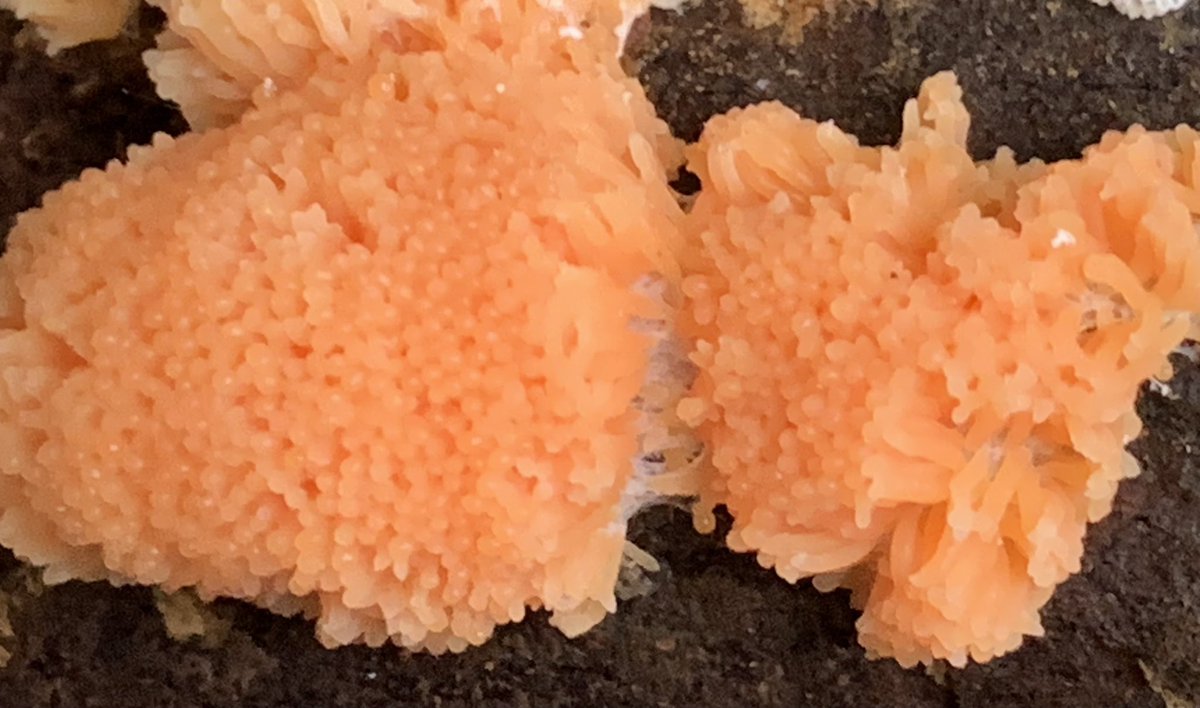 Plentiful splendid darling #Slimemolds over at Ebernoe including these Lead shots and some very colourful Tubifera ferruginosa...