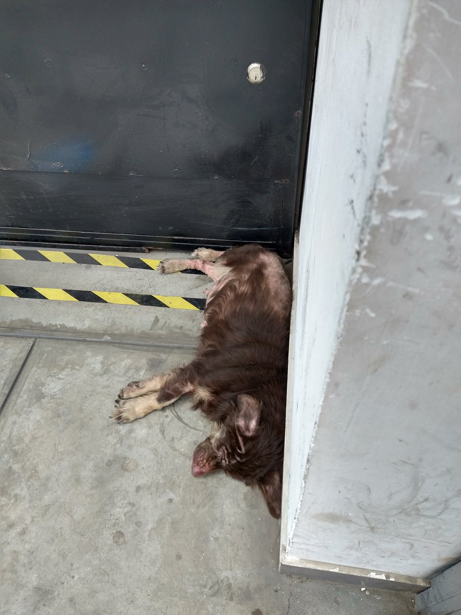 elrifle's tweet photo. Alguien que tenga los contactos de los que rescatan animales por favor. Está en la cuadra 10 de Tingo María https://t.co/RGVdANzzSz