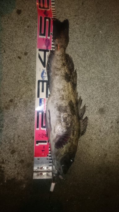 10月24日 様似 0時頃 7時頃 アブラコ50ｃｍ ダメオヤジ釣り日記かもねー うふふ