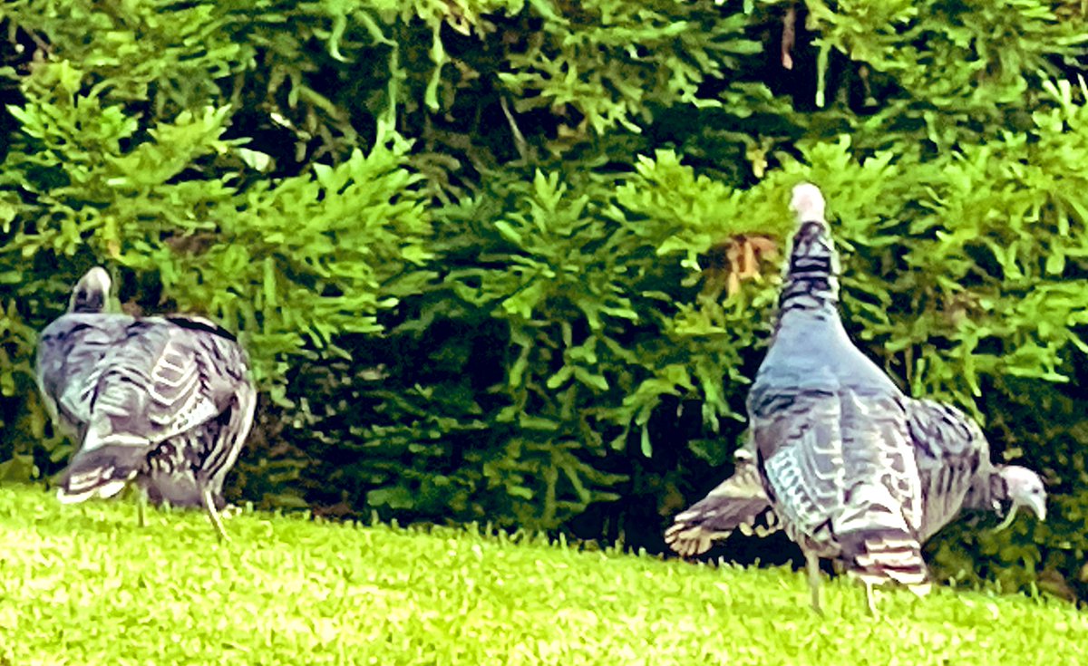 Ellenlion62's tweet photo. @SensChirp I’ll bee 🐝 there someday

To cheer our team on righteously

#oops one syllable looong…

#gobblegobble https://t.co/dwYNzz9N9a