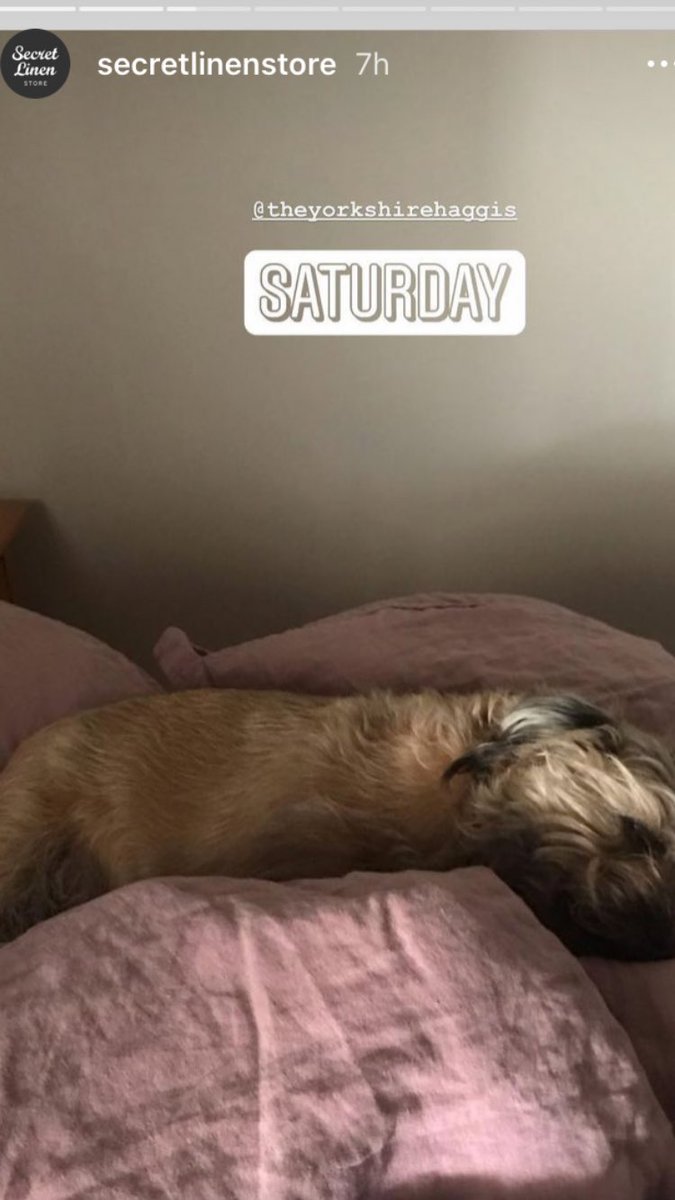 sallyacb275's tweet photo. Haggis is a model for #secretlinenstore https://t.co/k9eX3zXkQO
