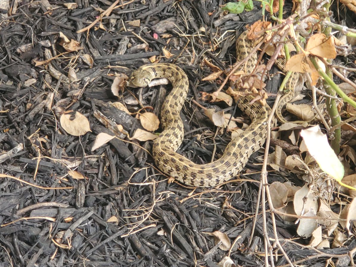 Joe Reinagel tweet media