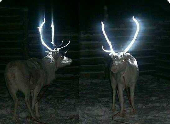 Khai (@thamkhaimeng) on Twitter photo This is freaky awesome. Finland sprays its reindeer’s antlers with reflective paint to keep the number of animal-car accidents down This is freaky awesome. Finland sprays its reindeer’s antlers with reflective paint to keep the number of animal-car accidents down