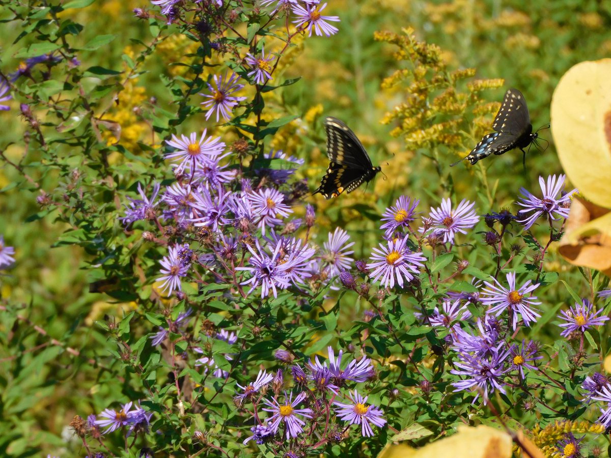 tphilographics's tweet photo. 🦋 Spicebrush Swallowtail Butterflies,  September 2021
Follow on IG @tphilographics
#butterfly #autumn #nature #wildlife #localparks #ohio https://t.co/mNYwvC5DJZ