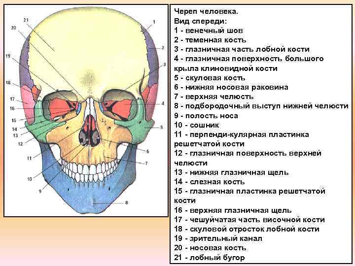 Кости черепа каждая кость. Топография черепа спереди. Кости лицевого черепа анатомия строение. Строение черепа спереди и сбоку. Строение черепа человека вид спереди.