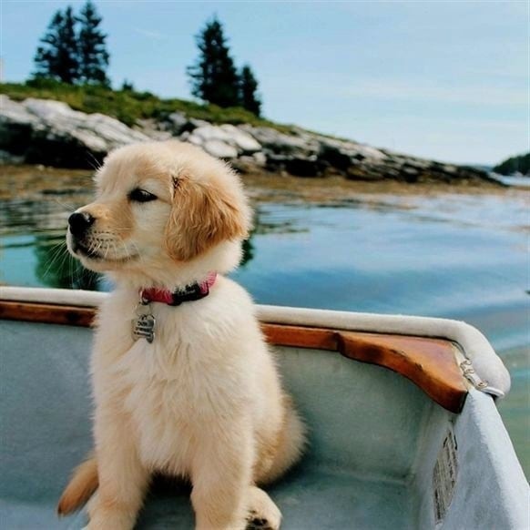 WorldwideJet's tweet photo. Cutest dog-gone travel buddy ever 🐾😍 #WorldWideJet #PetFriendlyFlight #COVIDClean
📷 @retrieverbarks
#PrivateJet #PrivateJetTravel #LuxuryTravel #PrivateCharter #JetLife #COVIDClean #5starflight https://t.co/lVb1TOGnYh
