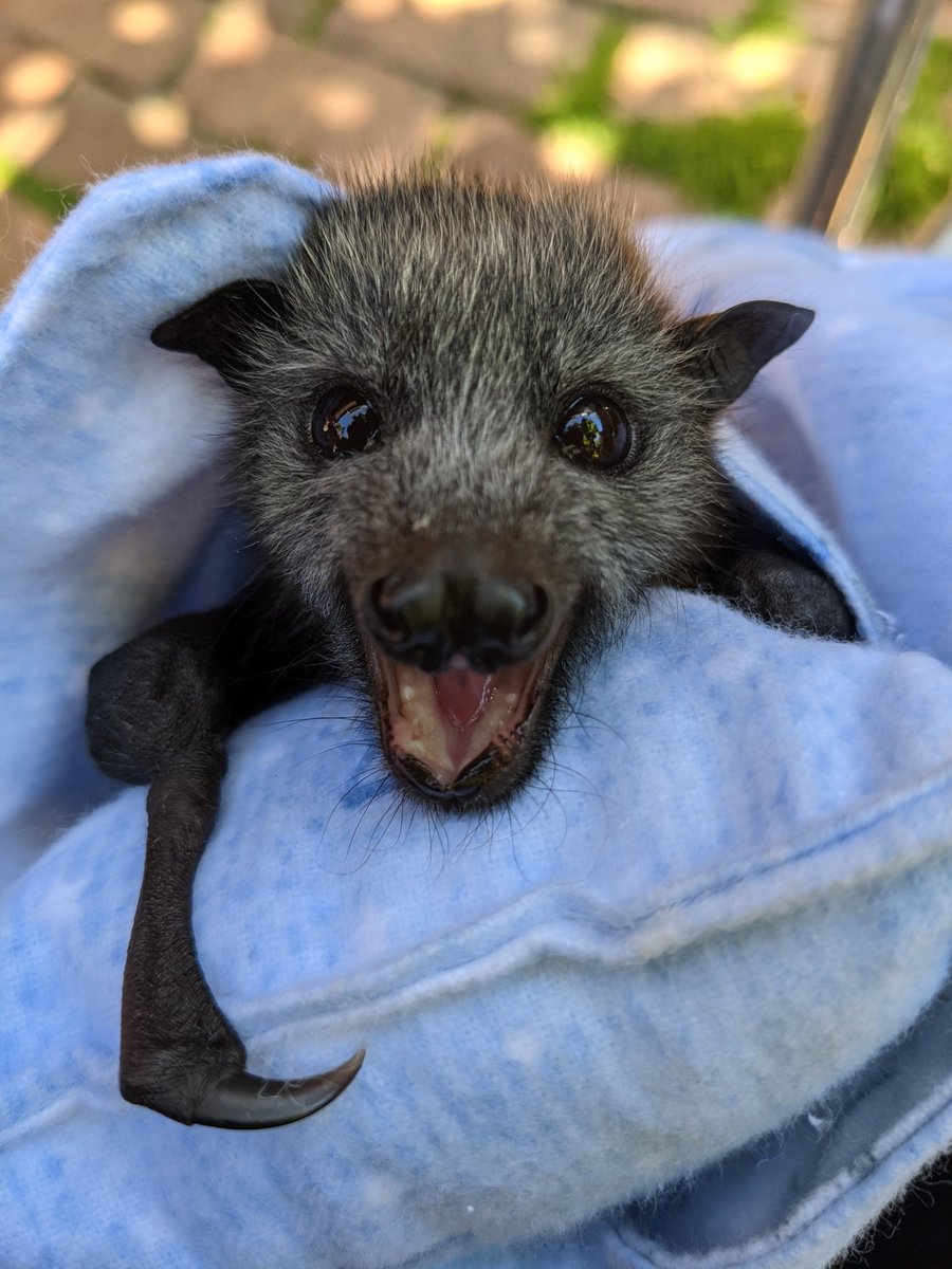 Megnacious's tweet image. @TimSmithMP I told the bats about your troubles. They said sorry, not sorry.