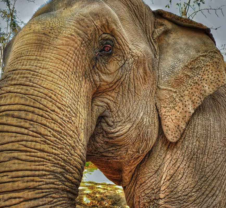 H-ELP - Human Elephant Learning Programs tweet media