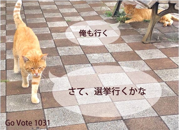 sora_hug's tweet photo. 俺に続け🐈…🐈🐈
#選挙に行こう
#衆院選2021
#GoVote
#CatsParade
#halloween2021
#HappyHalloween2021 https://t.co/ZRyqgFjqFI