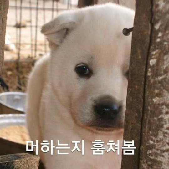 LQ__LJH's tweet photo. 공식 피셜 백구. https://t.co/MsSijuU75h