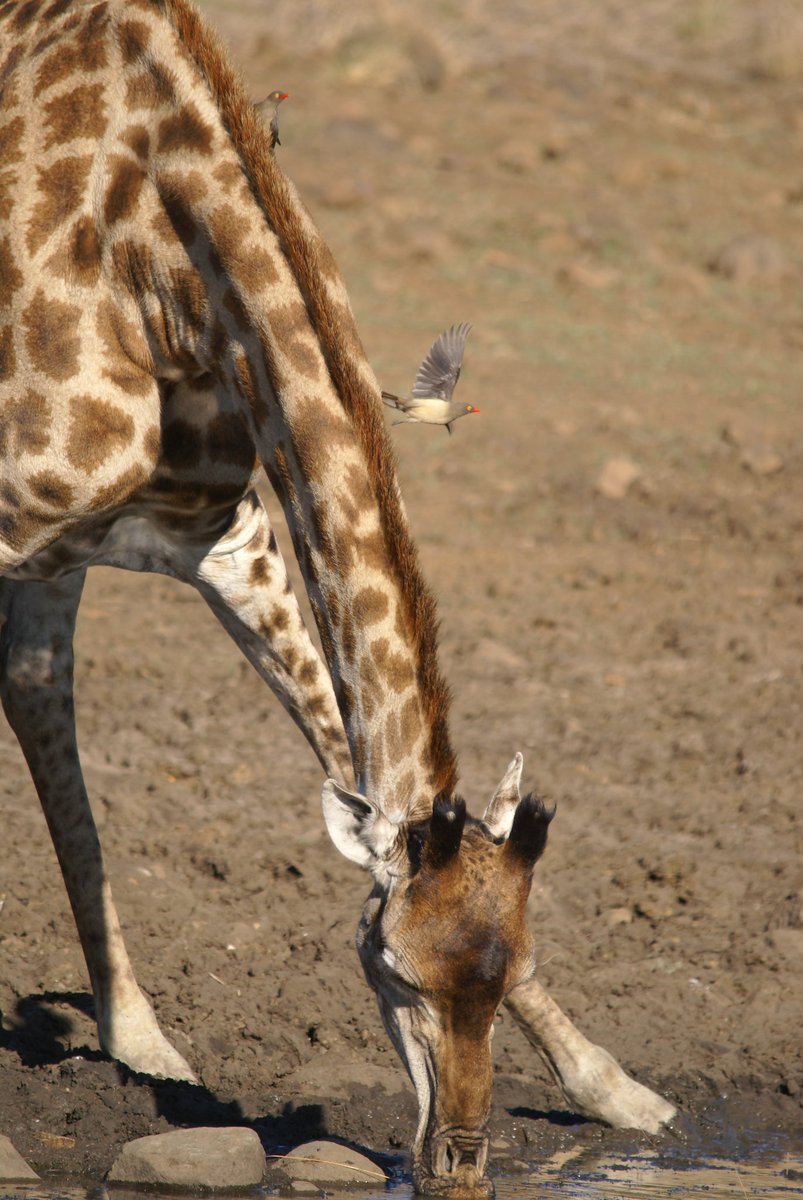 FanileMkhize's tweet photo. A Giraffe cow and her friends. Weenen Nature Reserve. https://t.co/ss2ZOdI1Nu
