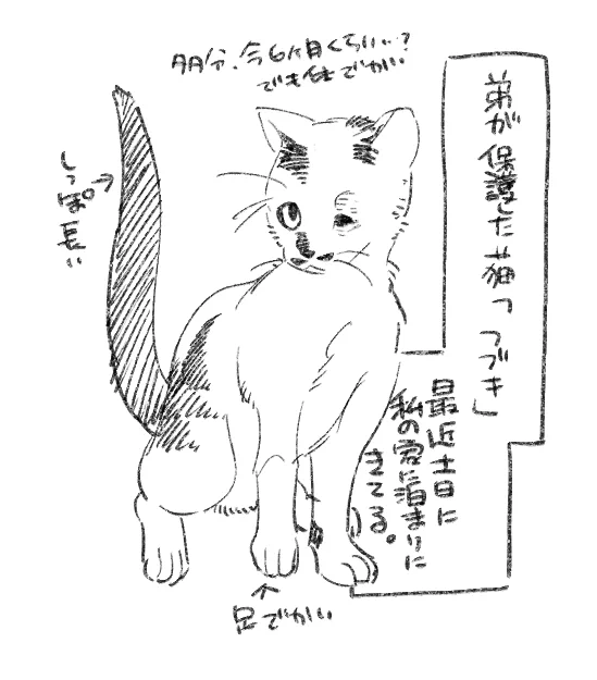 最近の日記
11年ぶりの子猫に大混乱です… 