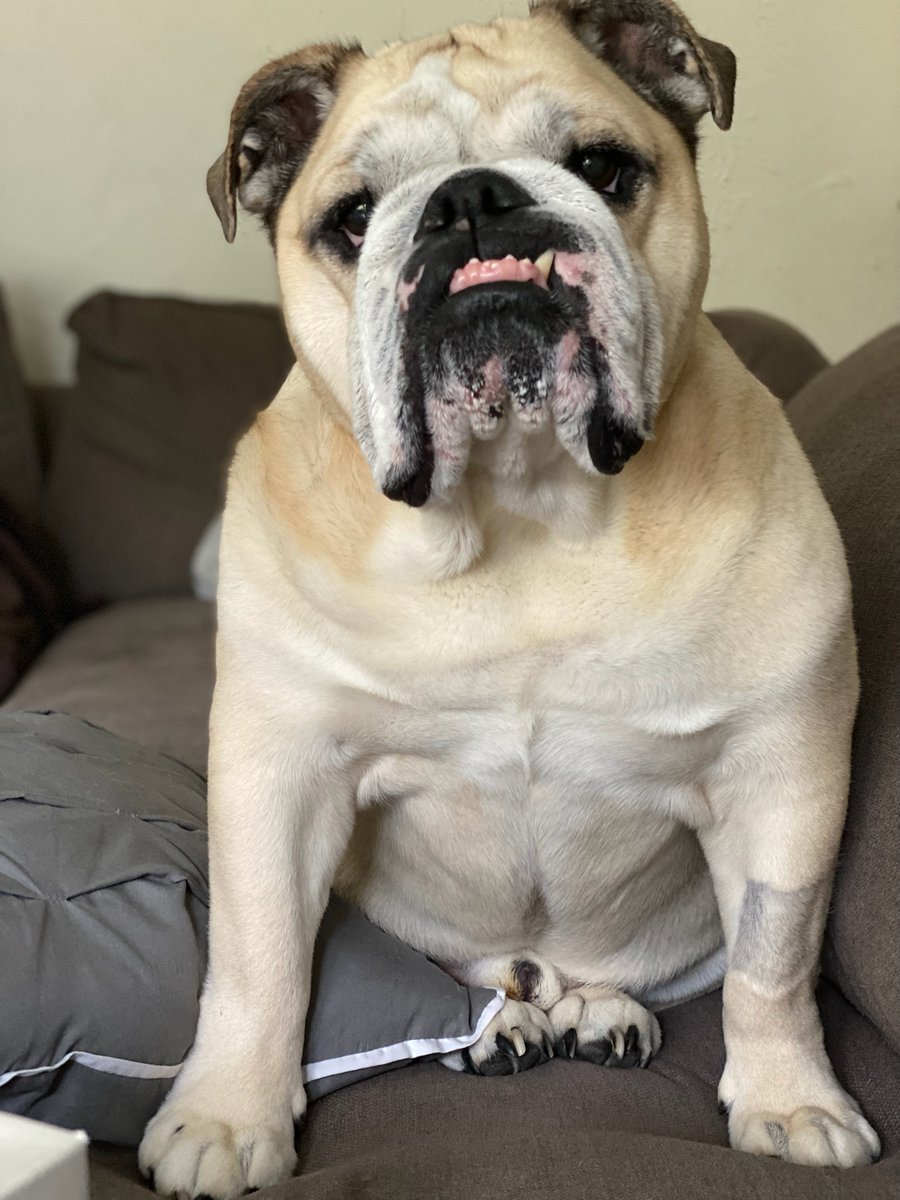 oberpar's tweet photo. @soozygreenberg I can't wait for the bulldog song! https://t.co/Kg3JRHF5Do