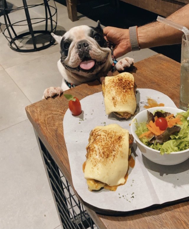 raianicorreia's tweet photo. Como pode, eu amar tanto sério ? 🐶❤️.                     #gamora #buldogue #maedepet #euamo  #vida #comida #cafemustache #acre https://t.co/uaA4S5PeWU