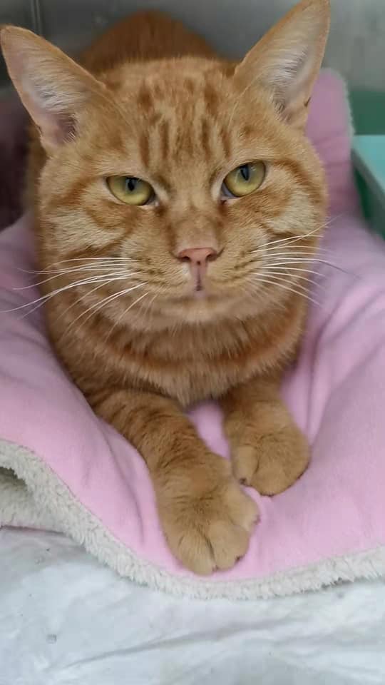 ChinaRescueDogs's tweet photo. Fortune boy was rescued from the Dog and Cat Meat Trade.. He now has his Freedom Flight on Nov. 22nd to SFO Airport. We are looking for an adopter or foster for him! If interested in gving this boy a home please contact brandy@chinarescuedogs.org 🙏
#rescuecat
#Rescuecatsofinsta https://t.co/WtpjYEloOL