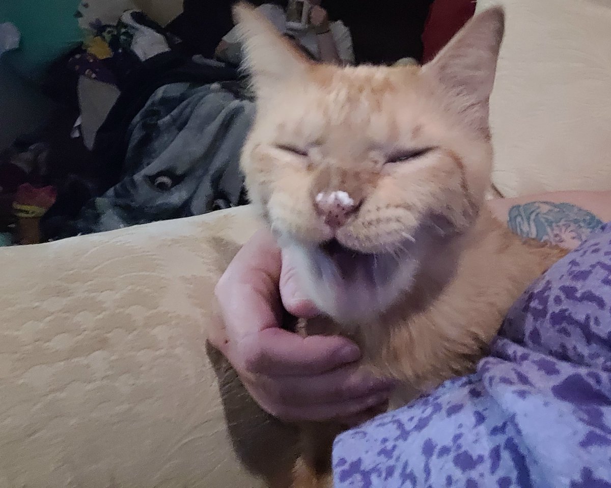 lynnslagle42's tweet photo. Look at me! πΉπΉ I got some whip cream from mommy and got it on my nose! Mommy said I was a silly boy #cerebellarhypoplasia #chlove #wobblykitty #chkitty #whipcreamsnack #whipitgood #savingthatforlater #whipsurpriseissogood #spoilededgar https://t.co/brkfboPeB3