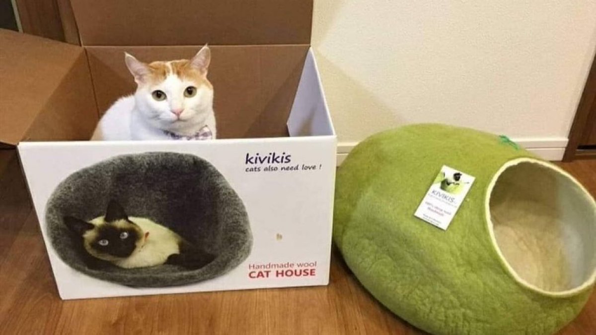 cornulda's tweet photo. los gatos cuando les compras algo https://t.co/q7dF35E914