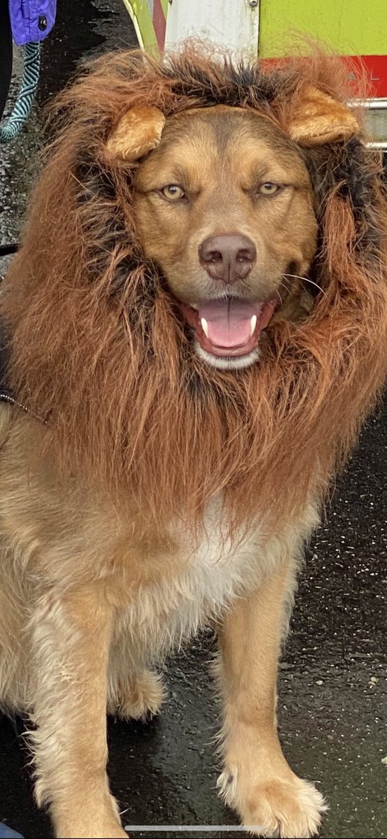 mbiker1055's tweet photo. Marco says have a roaring Happy Halloween everyone!🦁🎃 #adoptdontshop https://t.co/UbsLCtWK9N