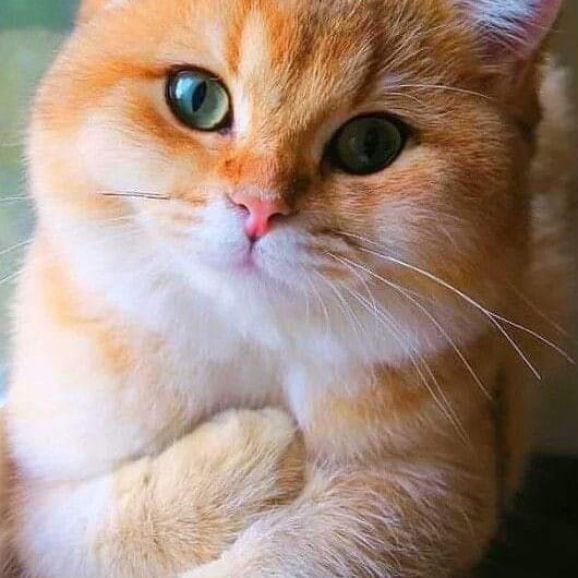 teebakart's tweet photo. .
.
#intags #funnyguy #cats_of_the_world #catsinstagram #funnyisfunny #catsleeping #catslove #funnyashell #funnyfails #cats_today #cats_features #funnyanime #catsitter #funnyasf #funnycomics #funnyedits #funnyboy #catsconnect #catsitting #catsrequest #catsofgram #catsarelife https://t.co/NZMps1qASv