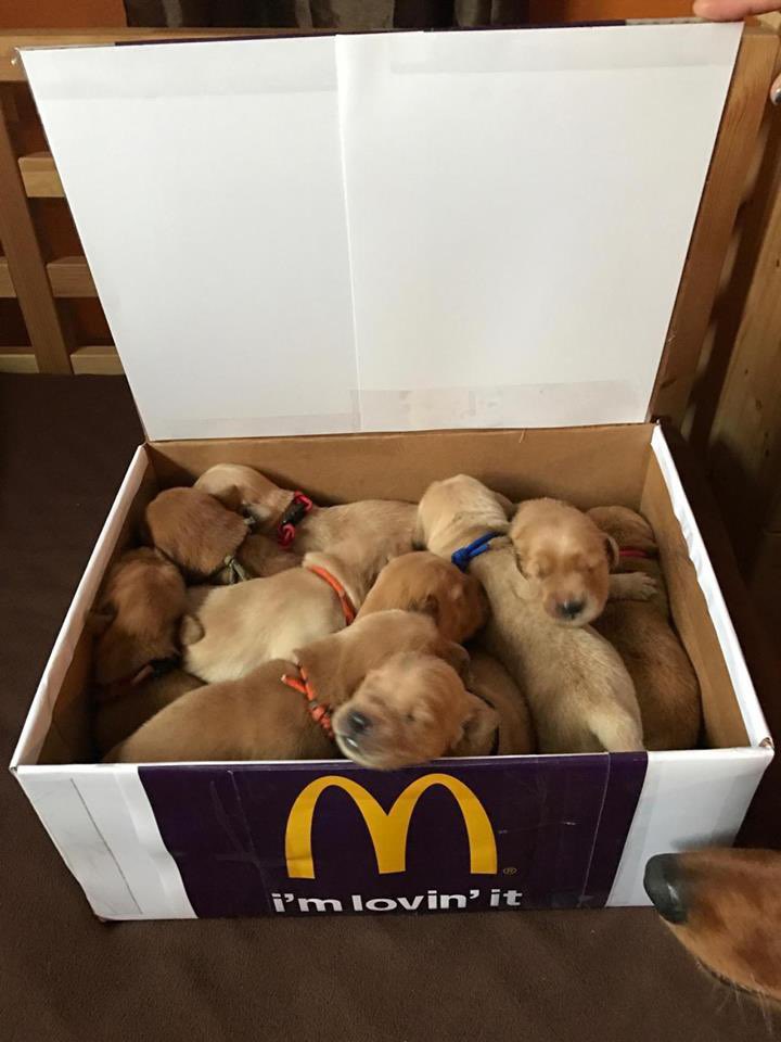 la verdadera caja feliz