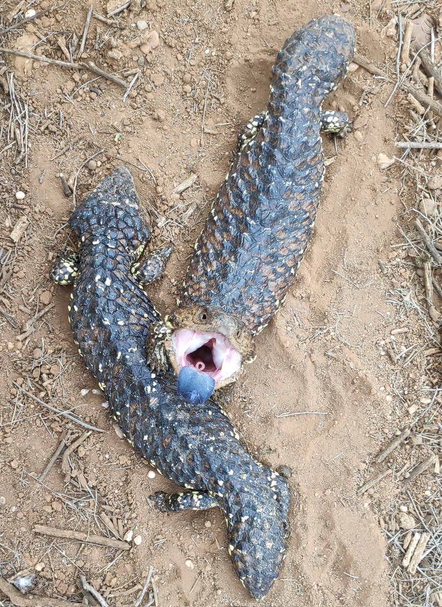 GerrutN's tweet image. Contrary to what many may expect, when paired sleepy lizards are disturbed, it is often the female that is the more aggressive one. It is not uncommon for the male to simply try to escape @MikeG_lizards #lizards