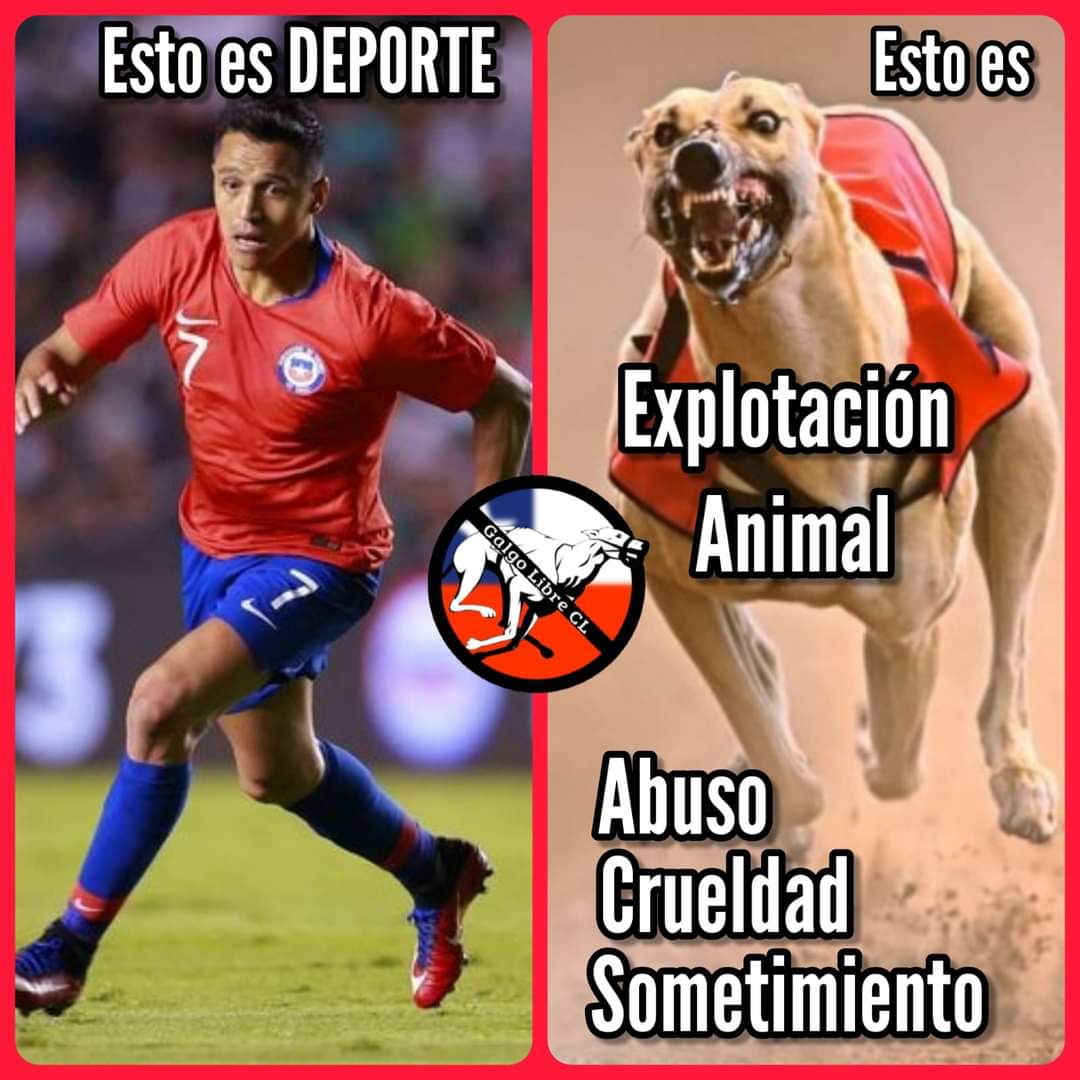 galgolibrecl's tweet photo. Las carreras de galgos NO son un deporte!!
Solo son un NEGOCIO a costa de sangre inocente!
Apuestas, drogas y explotación! 

La crueldad no se regula, se prohíbe ❌ https://t.co/AmJX2it3hb