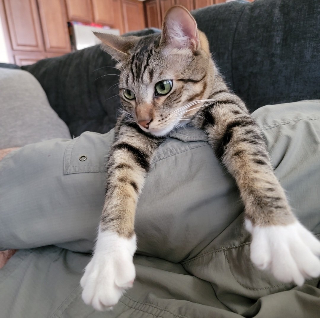 Rudedeck's tweet image. Decker and Olaf listening in on the @NHL app from Eastvale (Calif). Go Cats!  #WorldFamousTwitterSegment #TimeToHunt