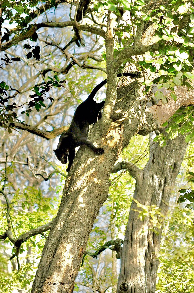 The forest and its inhabitants have taught me such valuable lessons, especially the art of patience. Nnn..What a dream sighting 👉 Black Panther, Kabini Forest 🌳 so blessed life to have witnessed this ❤️
#Incredibleindia #BBCWildlifePOTD #ThePhotoHour #Kabini 
#DekhoApnaDesh 🌳