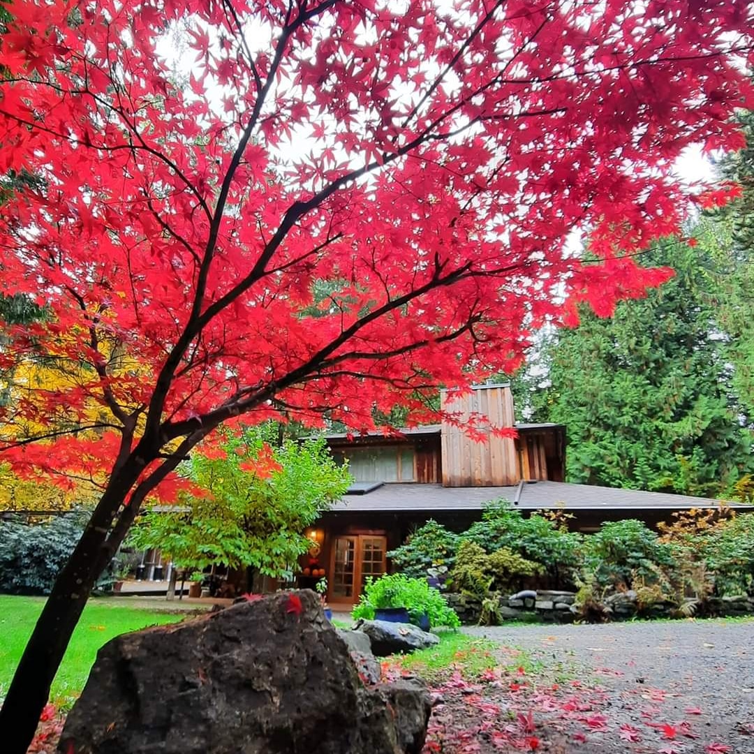 visual_edge's tweet image. Beautiful Fall colours at my Farm. This Japanese Maple is my favourite! @farmtableinn