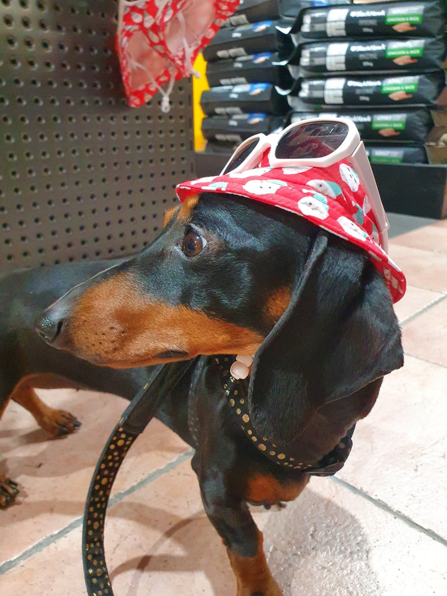 tommytkup's tweet photo. Nola. We always have to put funny things on her. This one at the pet shop. https://t.co/iaD9oXJyAR