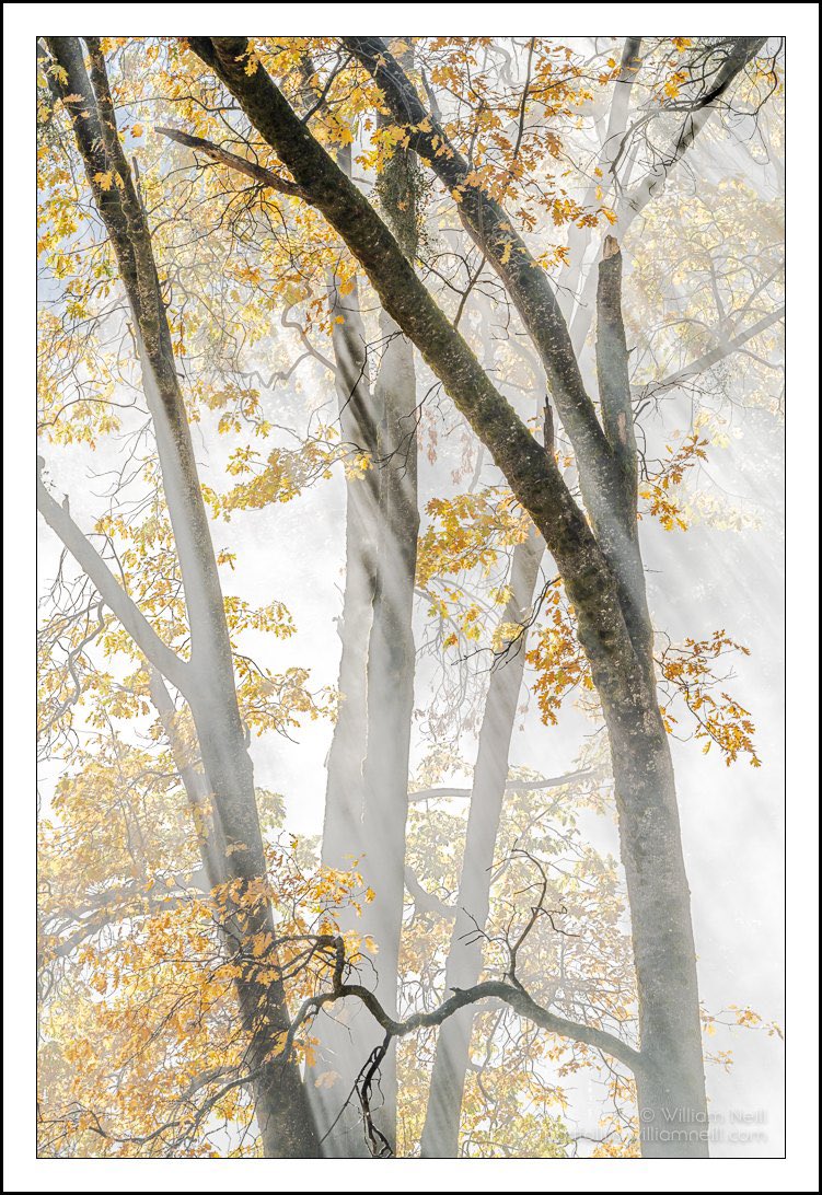 New work from Yosemite Valley! Please consider re-tweeting if you like…