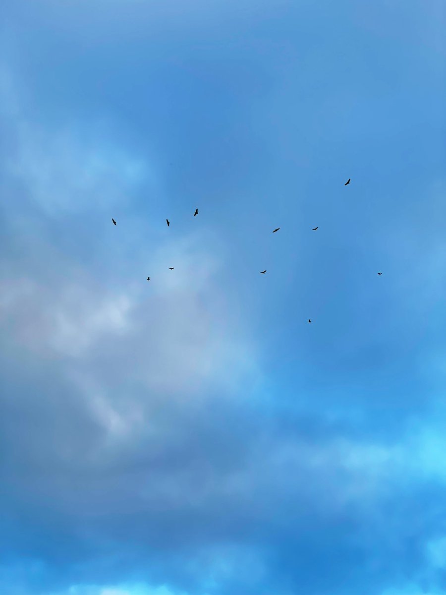 zuni_13's tweet photo. vultures waiting for a snack and morning snuggles with Kya https://t.co/CPd1e4lHda