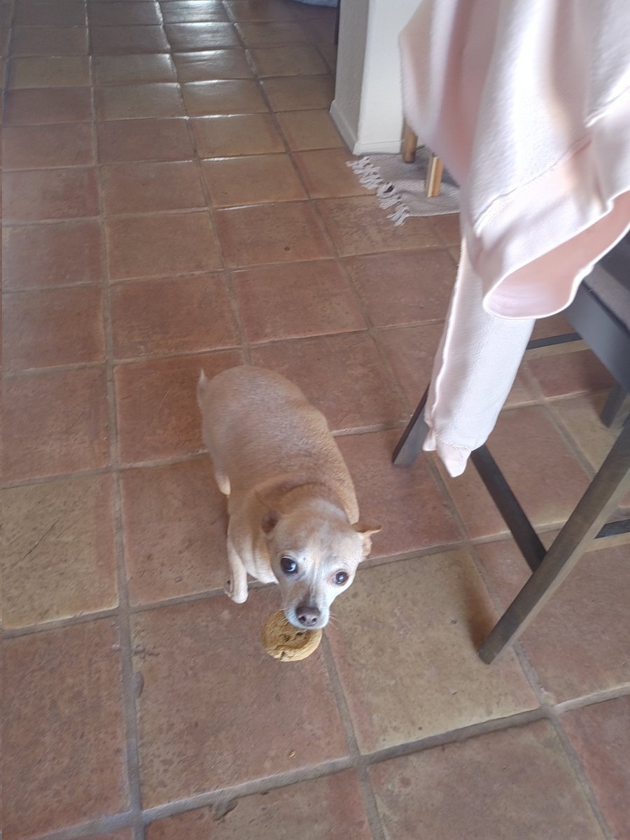 prob_canadian's tweet photo. @whatsuptucson please help find missing dog. We left Floyd with a Rover sitter for one night. He was injured. While taking him to a clinic at 7474 E Broadway, Floyd escaped north across Broadway and was last spotted in the neighborhood there. https://t.co/DUgdEva0Ej