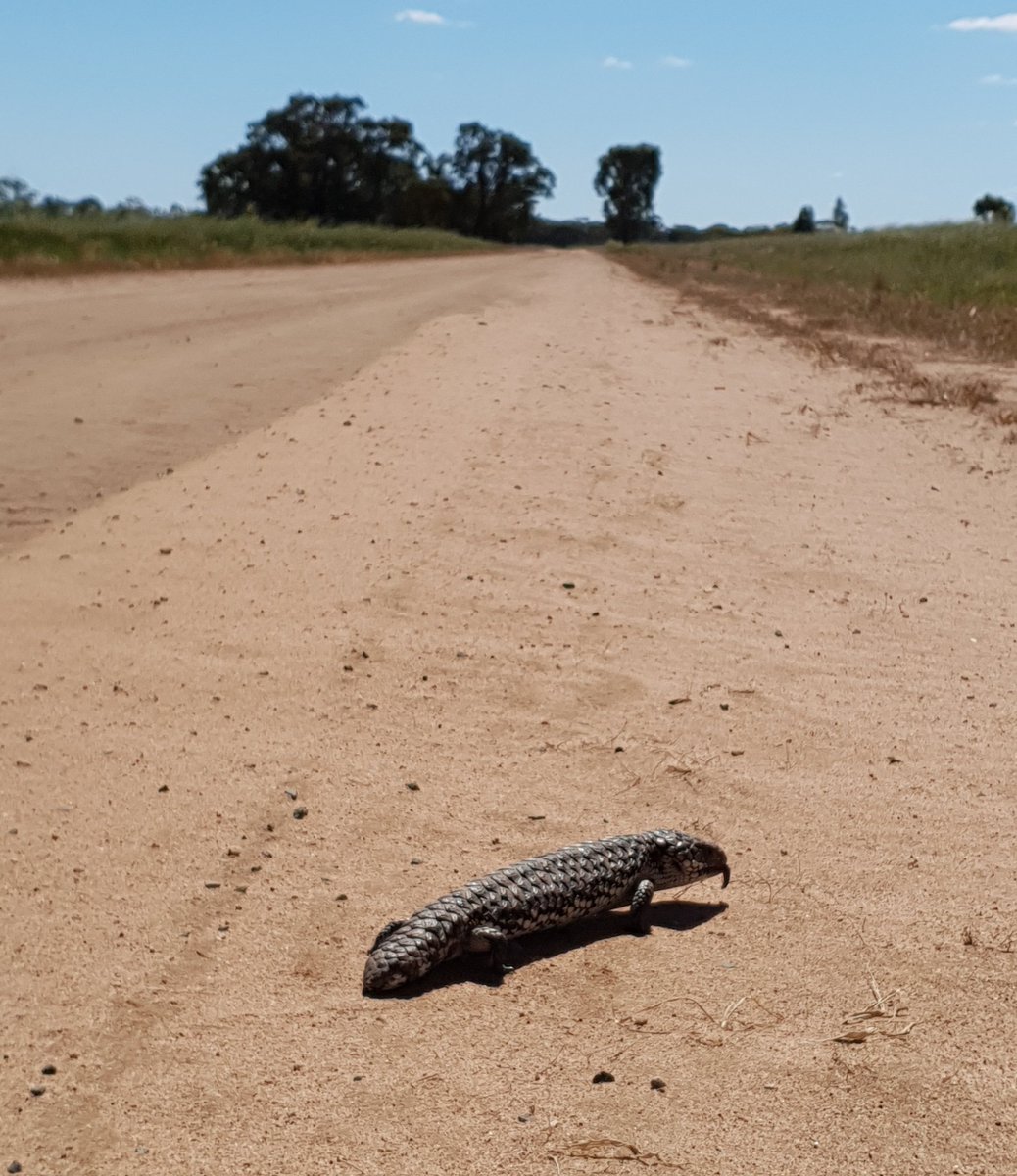SFindlaytickner's tweet photo. Out and about with a bit of attitude to boot! Three within a kilometre!
Backroad crop tour with @DeniseAMcLellan.
#lizards #stumpytail https://t.co/vXOY8Z3tCG