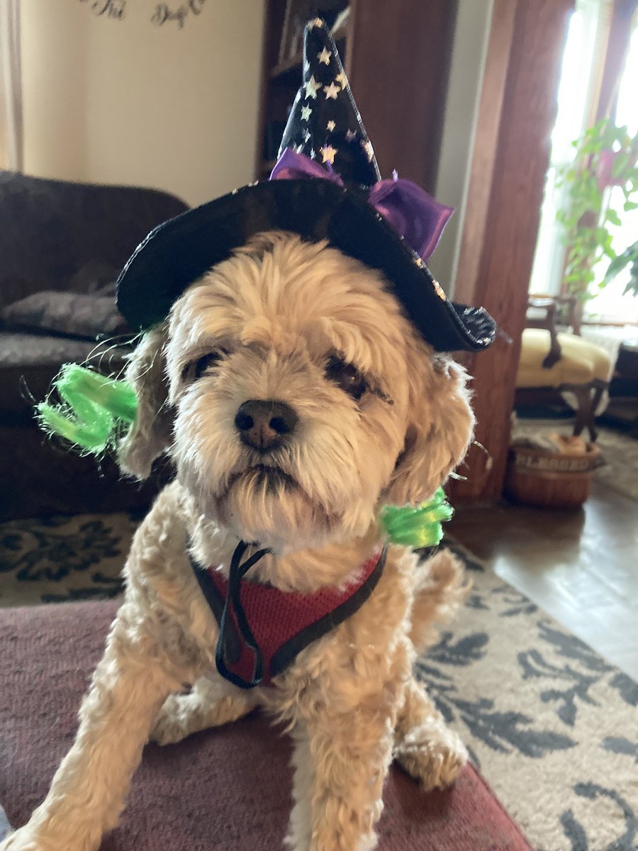 cayoder's tweet image. Chloe loves Nicklin Hames! She’s bewitching! Go Huskers!