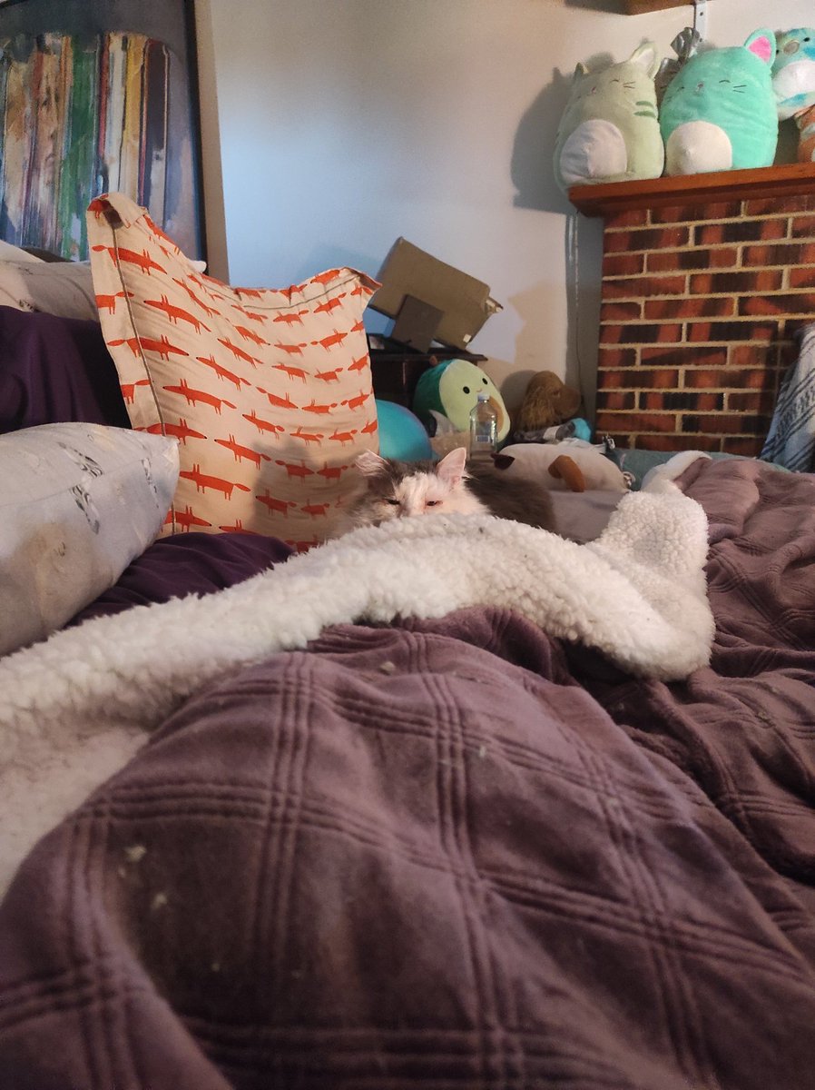 So nices of hoom to be warmings dis spot for Scruff! Scruff just gonna be stayings here.... No movings..... Scruff spot now.....
#FIVCatsClub #AussieCatsOfTwitter