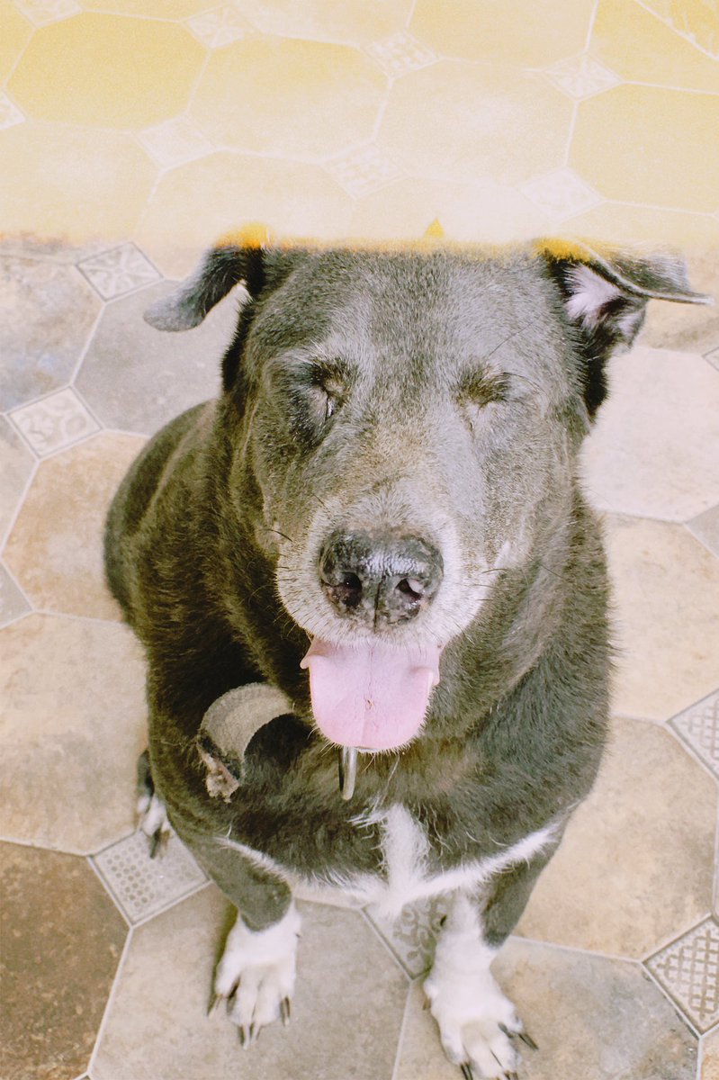 superduperlouis's tweet image. Thank you for the 9 pawesome years! Run free, our baby. We love you so much! I’ll never forget you and I’ll always miss you, Chowie! I love you! 💛🌈