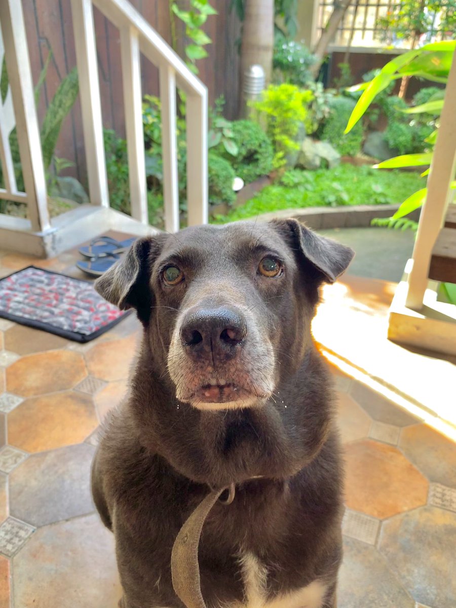 superduperlouis's tweet image. Thank you for the 9 pawesome years! Run free, our baby. We love you so much! I’ll never forget you and I’ll always miss you, Chowie! I love you! 💛🌈