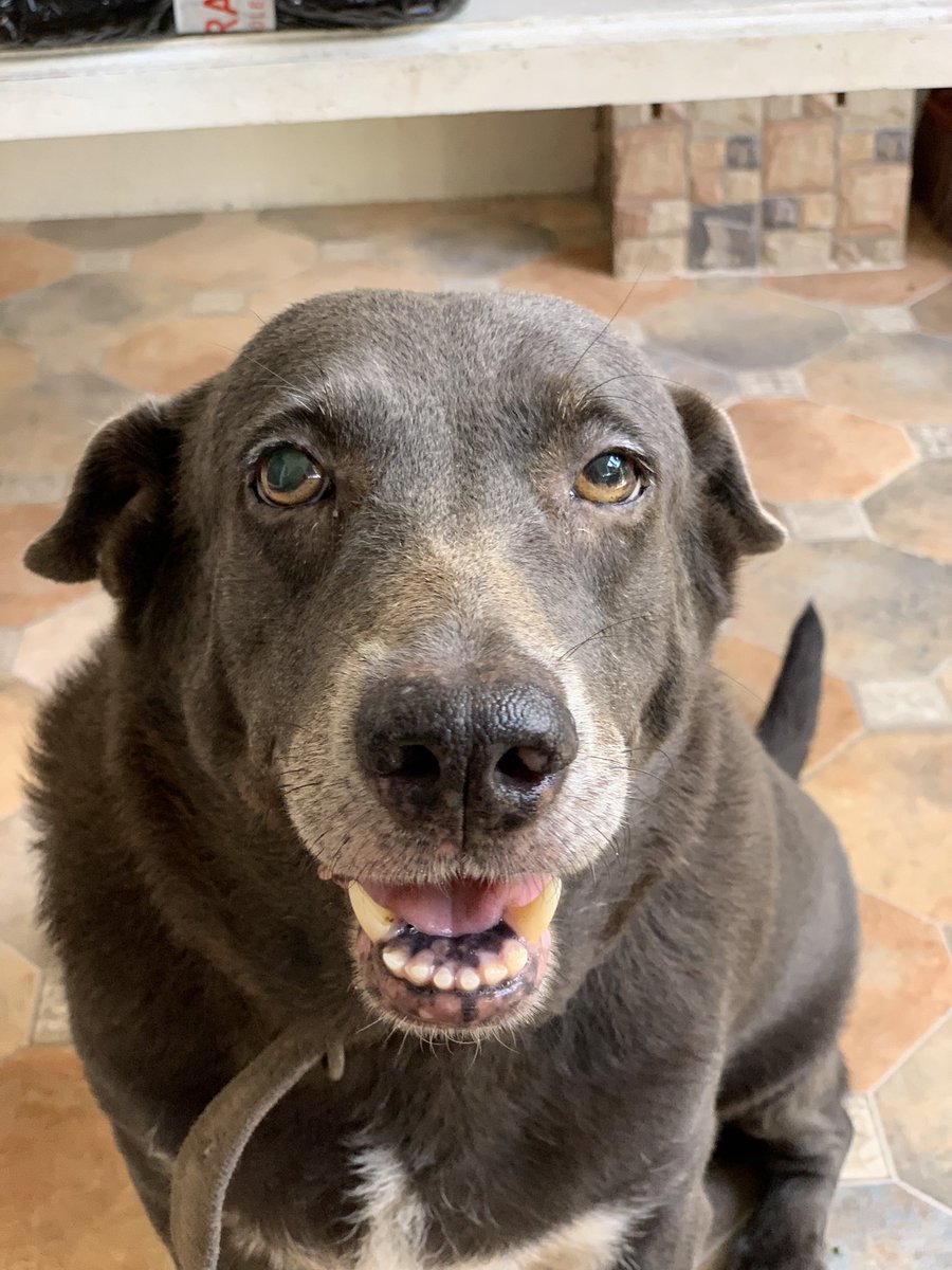 superduperlouis's tweet image. Thank you for the 9 pawesome years! Run free, our baby. We love you so much! I’ll never forget you and I’ll always miss you, Chowie! I love you! 💛🌈