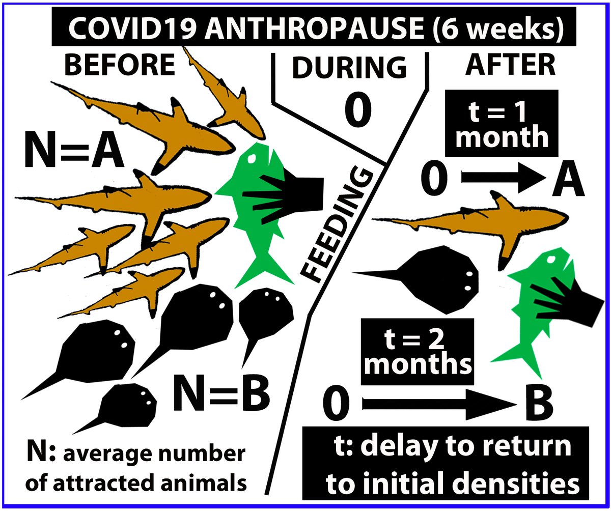 Based on the effects of anthropause, our last study shows that conditioning is quite resilient in artificially fed blacktip reef sharks and rays @criobe_pf  @EPHE_PSL @SharkMourier @ThomasVignaud