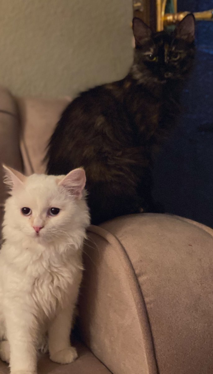 شروق (@shrooghey) on Twitter photo 