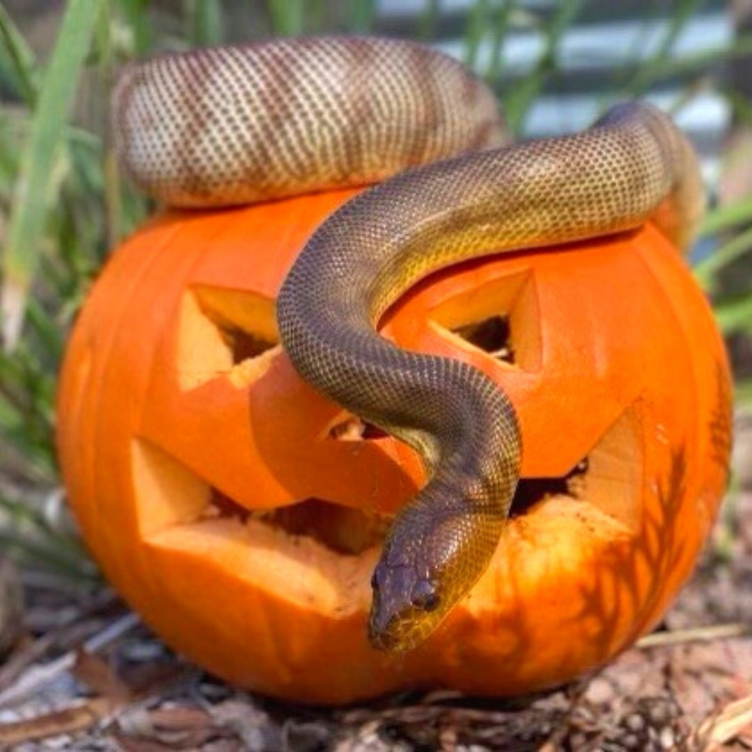 paradisectry's tweet photo. HAPPY HALLOWEEN from all your friends at #paradisecountrygc 🎃 https://t.co/4Hd6FJVHBL
