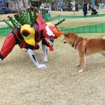 どっちが勝つ？柴犬とケンカするエヴァンゲリオン2号機!