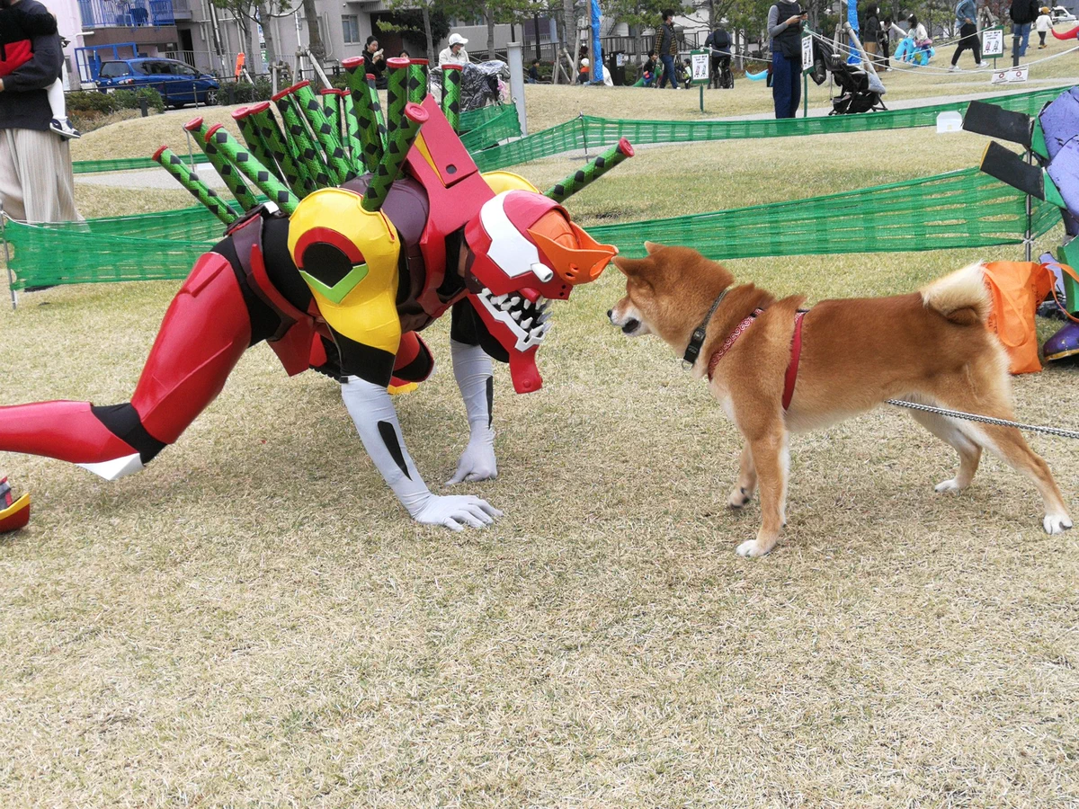 どっちが勝つ？柴犬とケンカするエヴァンゲリオン2号機www
